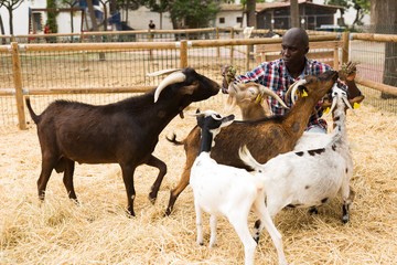 Smiling african american male farmer feeding hay to sheeps