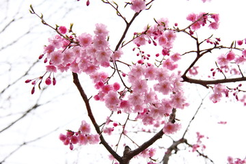 桜175
