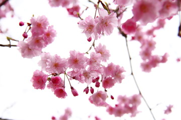 桜176