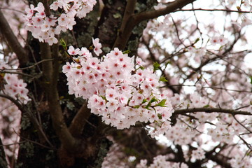 桜178