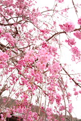 Obraz premium 桜183