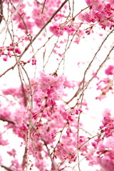 桜184