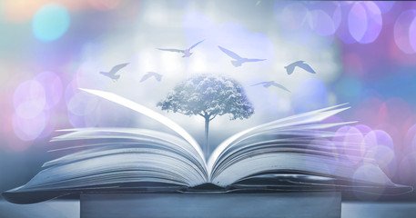 The concept of education by planting a tree of knowledge in the opening of an old book in the library and the magical magic of light that flies to the destination of success. Beautiful background
