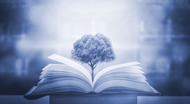 The concept of education by planting a tree of knowledge in the opening of an old book in the library and the magical magic of light that flies to the destination of success. Beautiful background