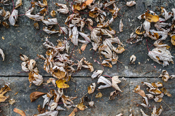 A very old road, on which lies fallen autumn foliage. Background. Texture.