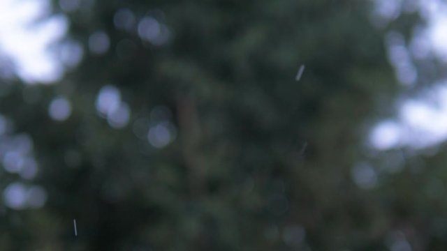 Snow christmas tree branch in winter park. Snowfall on pine branch. Close up defocused shot filmed in 4k UHD