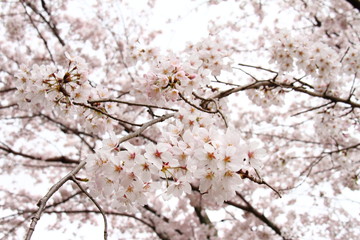 桜170