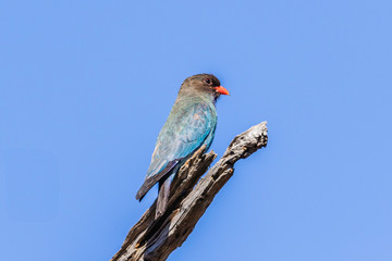 Dollarbird in a tree