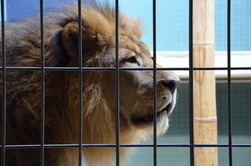 Behind bars - Hinter Gittern