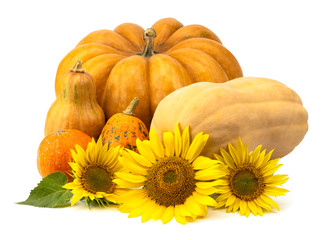 Ripe pumpkins of different varieties with sunflower flowers isolated on white background.