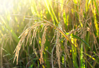 Almost ripe rice ears bending down before harvesting time. Close up of rice ears in paddy field with late afternoon sunlight.