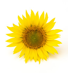 Beautiful flower of a sunflower on a white background.