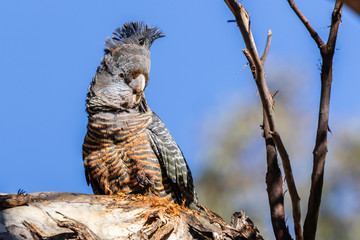 Gang-gang Cockatoo female in a tree