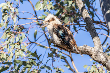 Laughing Kookaburra in a tree