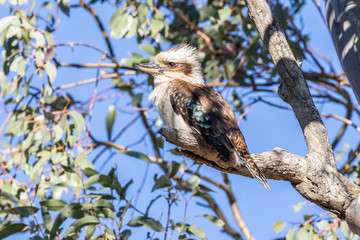 Laughing Kookaburra in a tree