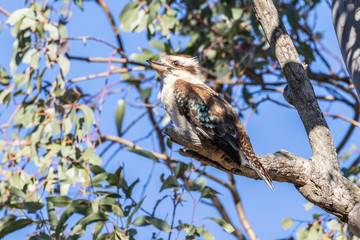 Laughing Kookaburra in a tree