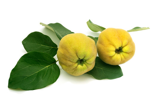 quince isolated. Two quince fruits with leaves on a white background