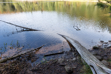 Tree trunk in the lake. Algonquin National Park. Ontario. Canada