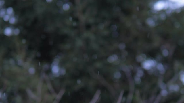 Defocused snow fir branch in winter park. Snowfall on pine branch. Close up with bokeh filmed in 4k UHD
