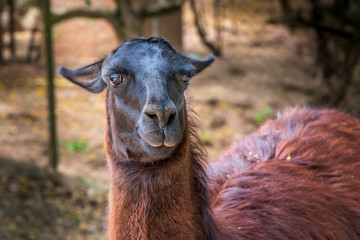 Fototapeta premium Lama in a farm at Samaipata Bolivia.