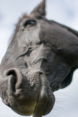 Fototapeta na wymiar head of a horse