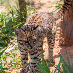 Geoffroy cat, Ocelot at Samaipata Bolivia.