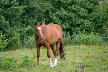 horse in the field