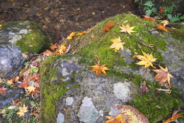 Gunma,Japan-November 23,2019: Beautiuful autumn leaves fell on the rock and the earth in the rain in Japan