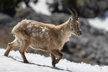 Obraz premium Ibexes running in the snow, Grand Veymont, Vercors, France