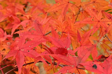 Sings of autumn is getting in the air.