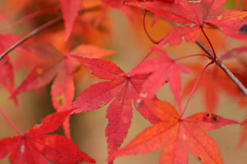 Sings of autumn is getting in the air.