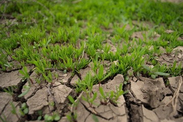 young plants in a field