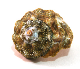 Macro photo of a mollusk shell on a white background.