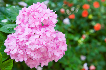 Obraz premium Pink Hydrangeas Flowers on Green Background