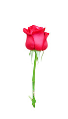 Rose bud fresh bright colorful red petal flower begin blooming with green stem and leaf in vertical patterns isolated on white background , clipping path