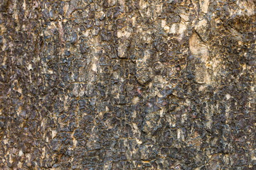 Old tree bark very detailed texture background