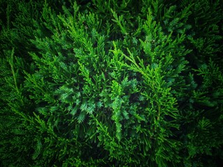 Pine leaves dark tone background and wall paper.