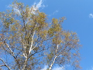 Fototapeta premium Birch trees blue sky in Mitake Mt., Tokyo
