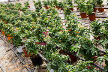 Fototapeta na wymiar Growing tomatoes in greenhouse