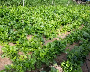 Seedlings of Malabar Spinach  growing  in sunny greenhouse