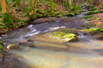 une rivière dans une forêt du morvan vers Autun