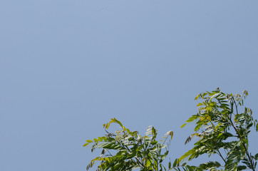 Leaves and sky