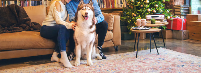Husky dog adult at home with owners. Selective focus.