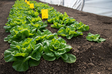 Fresh organic lettuce growing in a greenhouse - selective focus