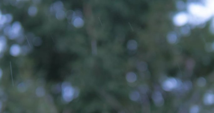 Defocused snow christmas tree branch in winter park. Snowfall on pine branch. Close up shot filmed in 4k UHD