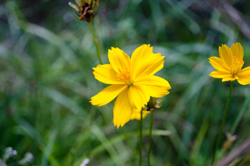 Flowers and nature trees
