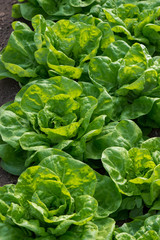 Fresh organic lettuce growing in a greenhouse - selective focus, vertical orientation