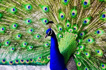 Obraz premium peacock with feathers