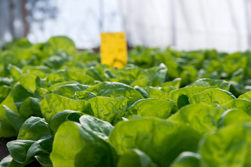 Close up of fresh organic lettuce growing in a greenhouse - selective focus