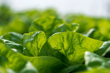 Close up of fresh organic lettuce growing in a greenhouse - selective focus